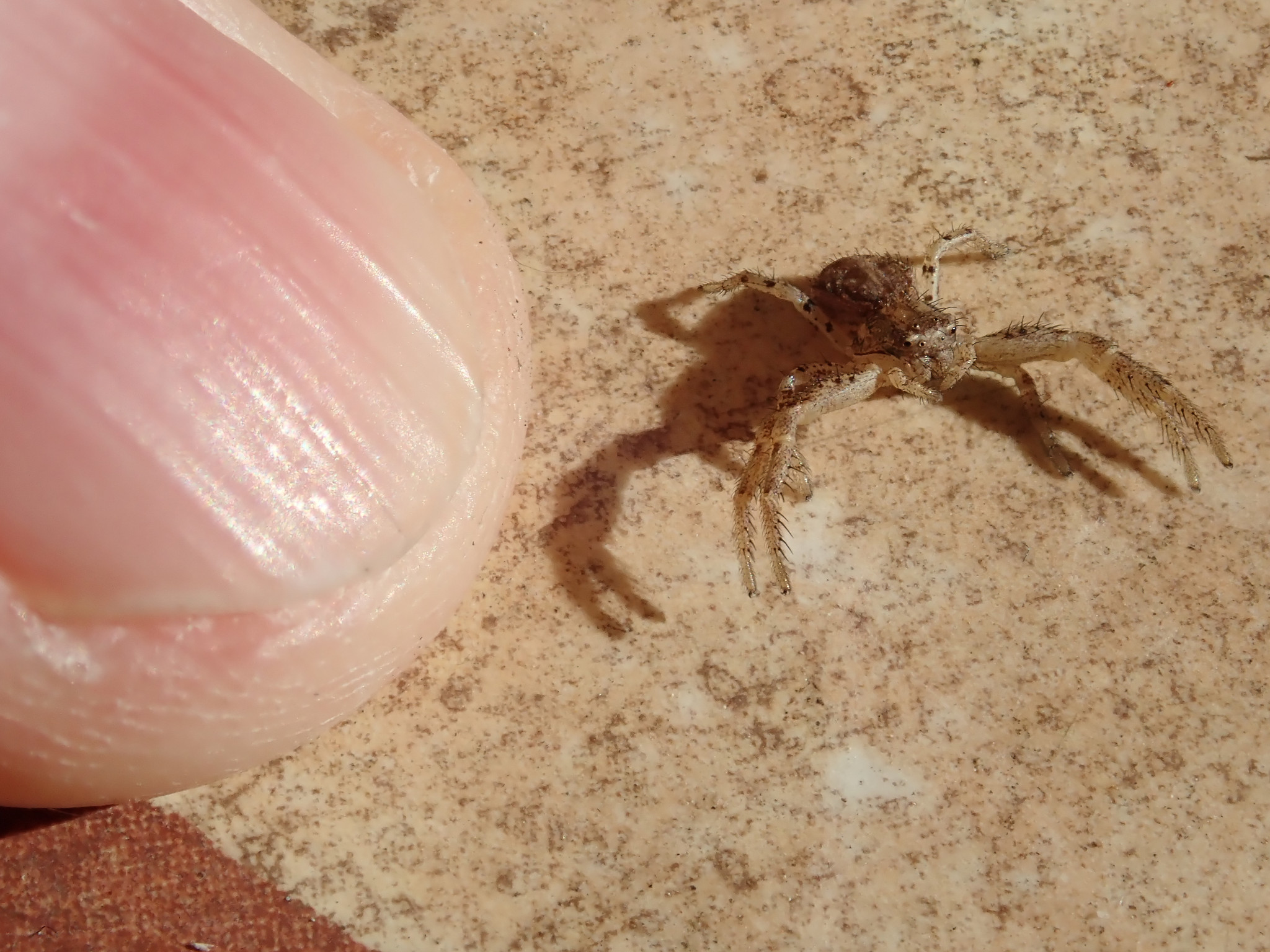 Springspinne beim Italienier - so groß ist sie