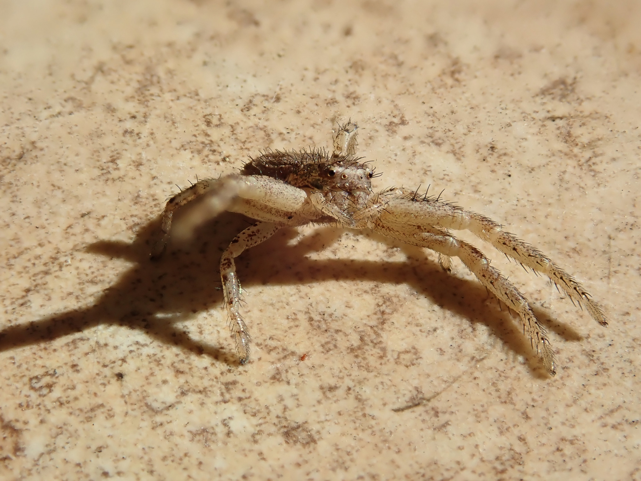 Springspinne beim Italienier droht mir.