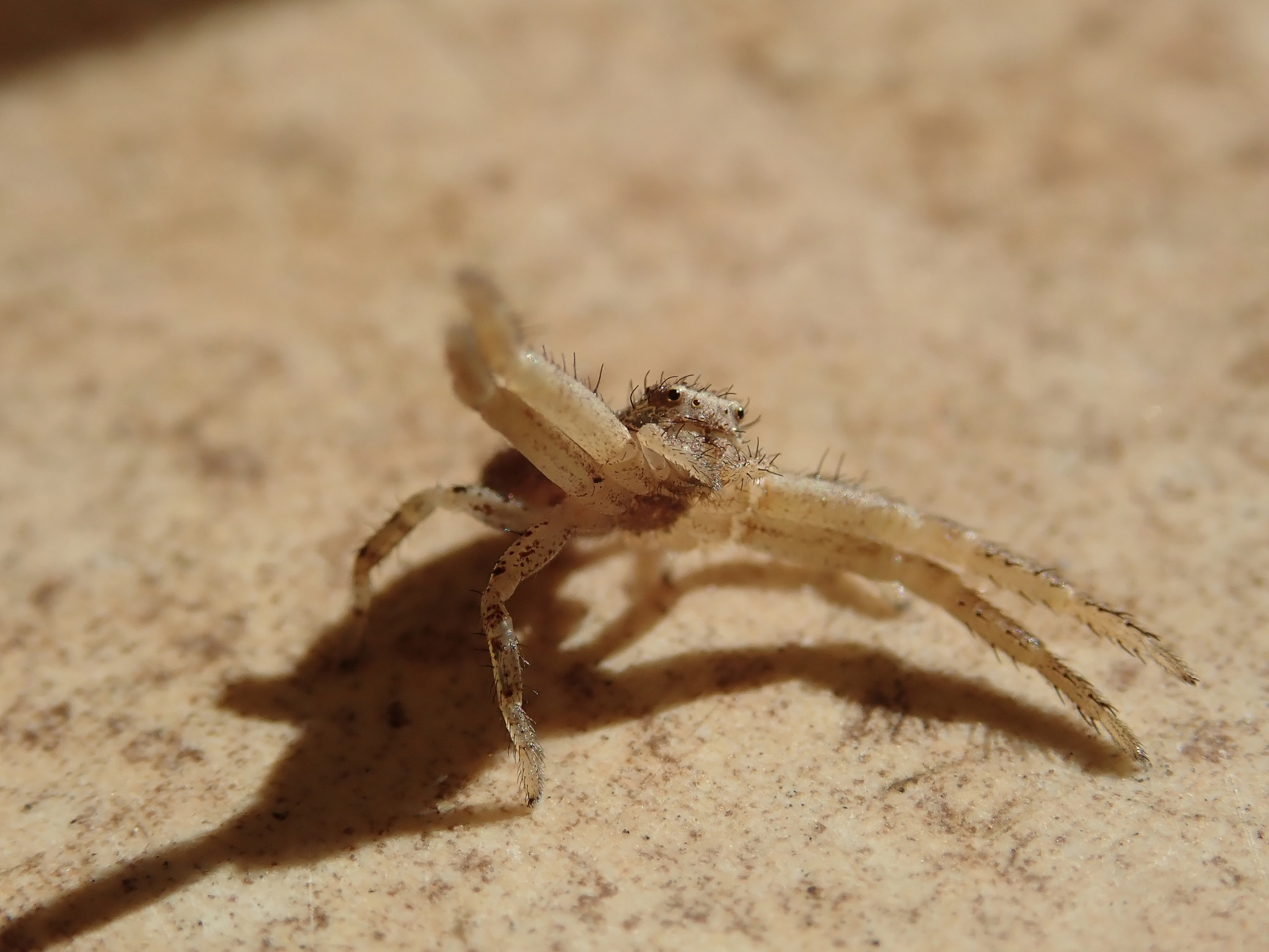 Springspinne beim Italienier droht mir.